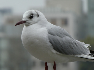 P1010007.JPG