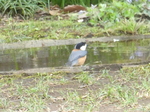 P1010145.JPG